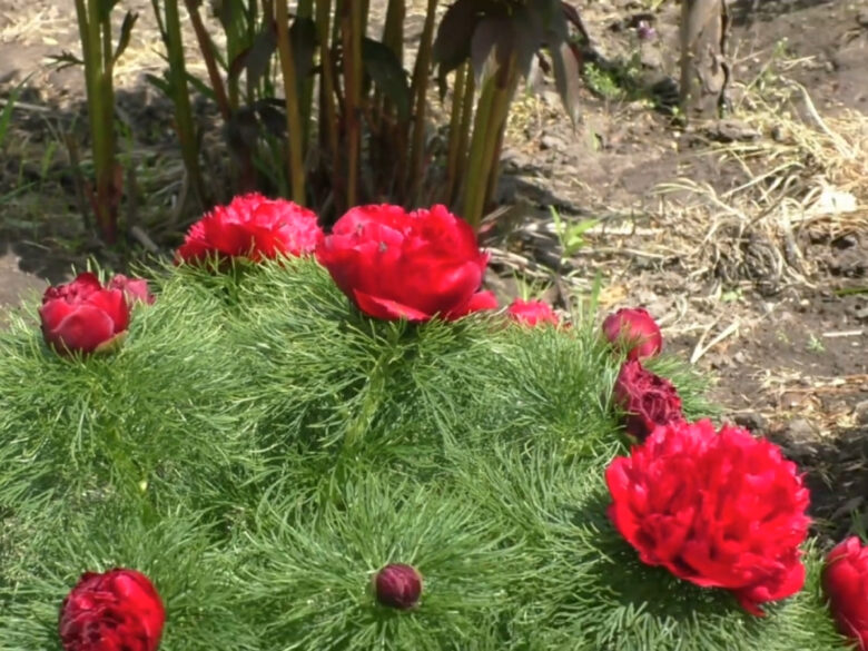 Тонкий аромат и глянцевые бутоны: тонколистный пион бьёт рекорды по популярности у садоводов