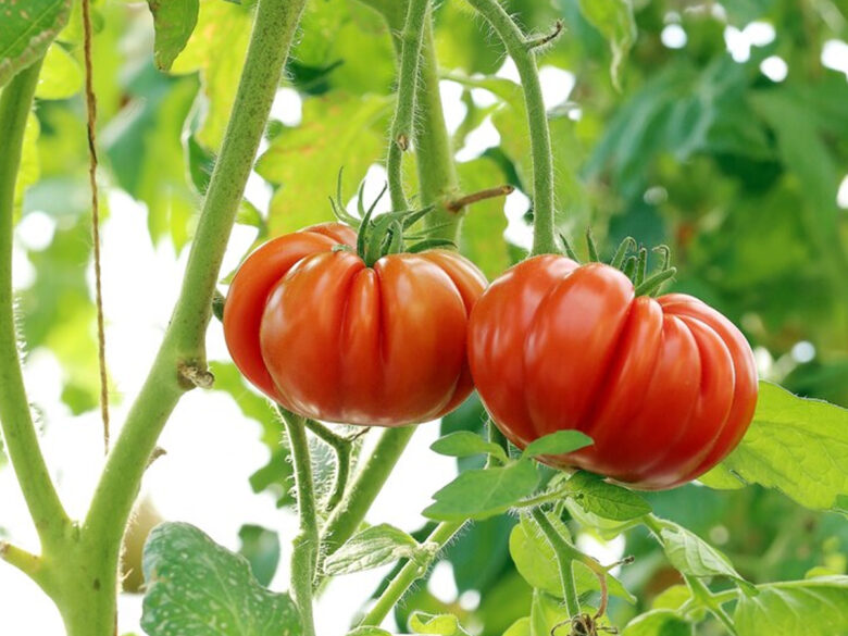 4 культуры, которые стоит сажать от рассады томатов побольше