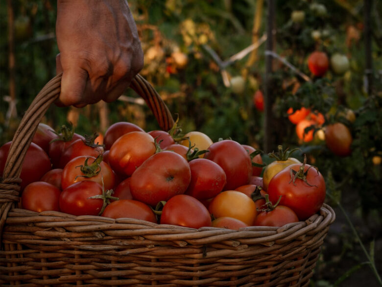 Натуральное удобрение для хилых томатов: дёшево, просто и эффективно. Полейте рассаду после высадки в открытый грунт