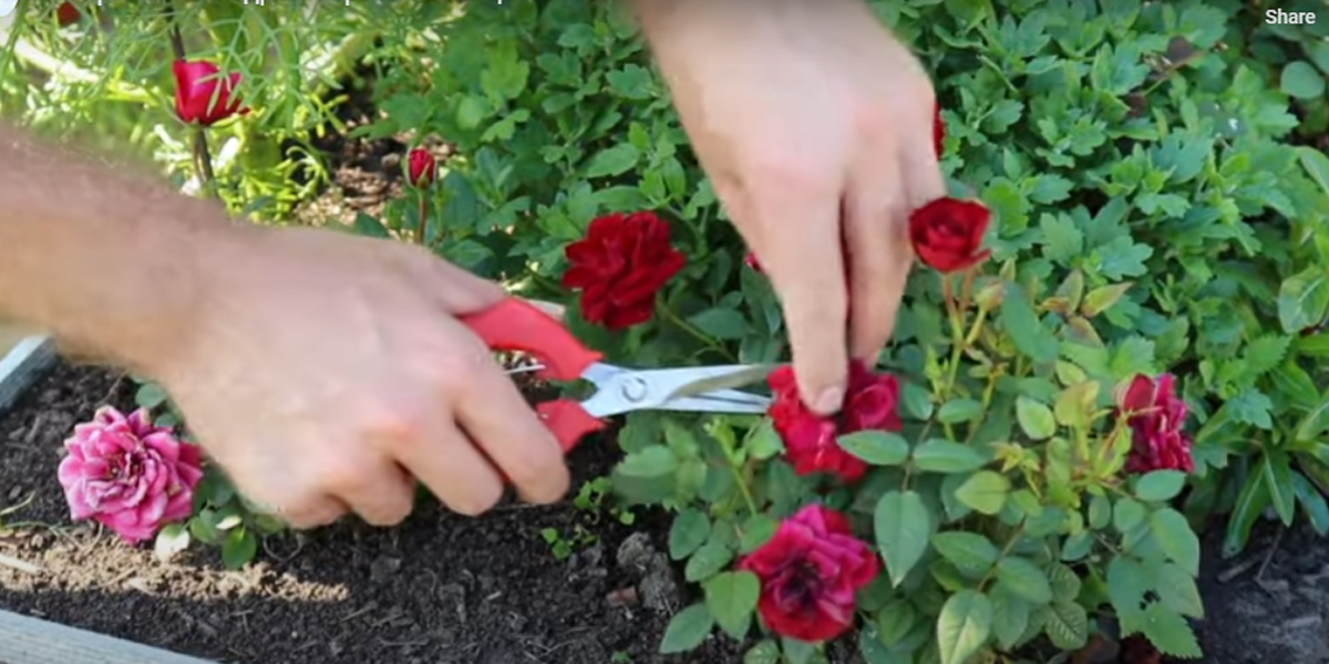 Как обрезать розы после цветения: правило первого пятилистника работает не всегда