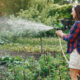5 важных правил полива растений в жару: почему недостаток воды лучше болотца на грядках