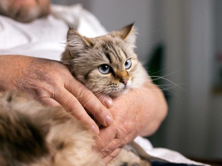 Как дать коту таблетку