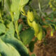 Принесут пользу на кухне и в огороде: 3 интересных применения томатных пасынков