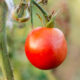 3 условия для сладких томатов в июле: прочитайте перед тем, как вносить калийную подкормку