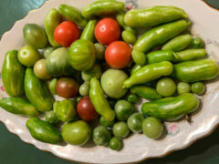 неспелые помидоры